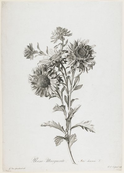 Reine-Marguerite, from Fleurs Dessinees d